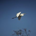 Grande Aigrette aux étangs de Chapelle Volant.