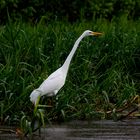 " Grande aigrette blanche "