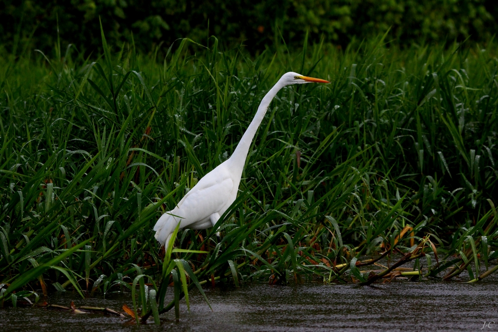 " Grande aigrette blanche "