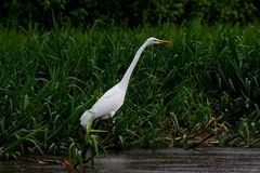 " Grande aigrette blanche "