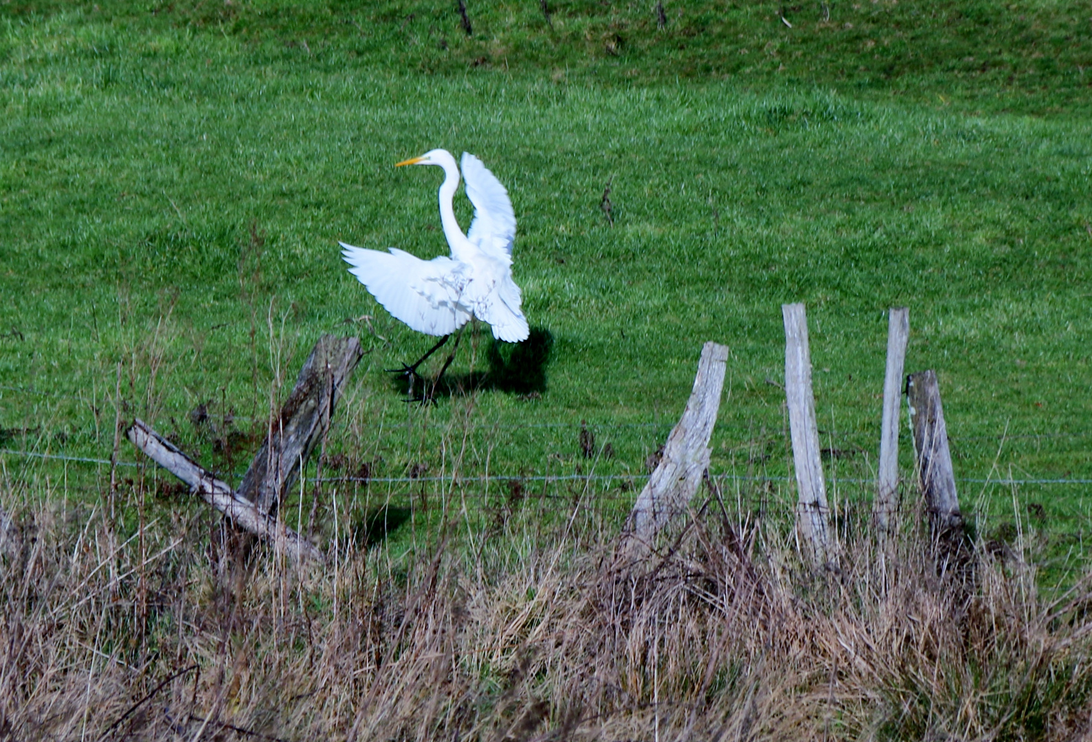 Grande aigrette blanche se posant