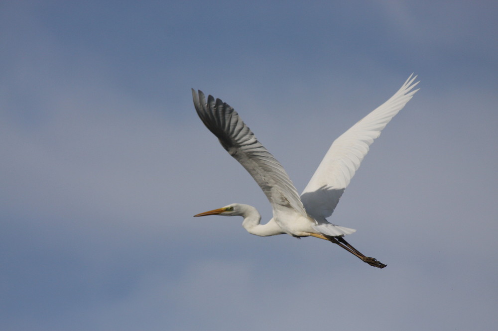 Grande Aigrette