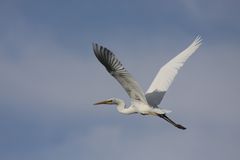 Grande Aigrette