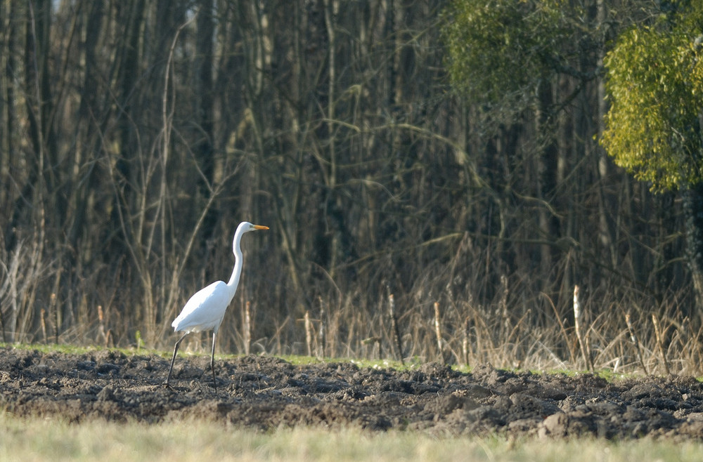 Grande Aigrette