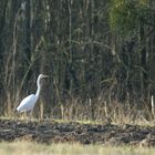 Grande Aigrette