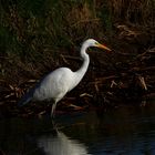 " Grande aigrette "