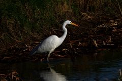 " Grande aigrette "