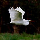 "  Grande aigrette "