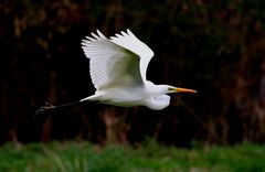 "  Grande aigrette "