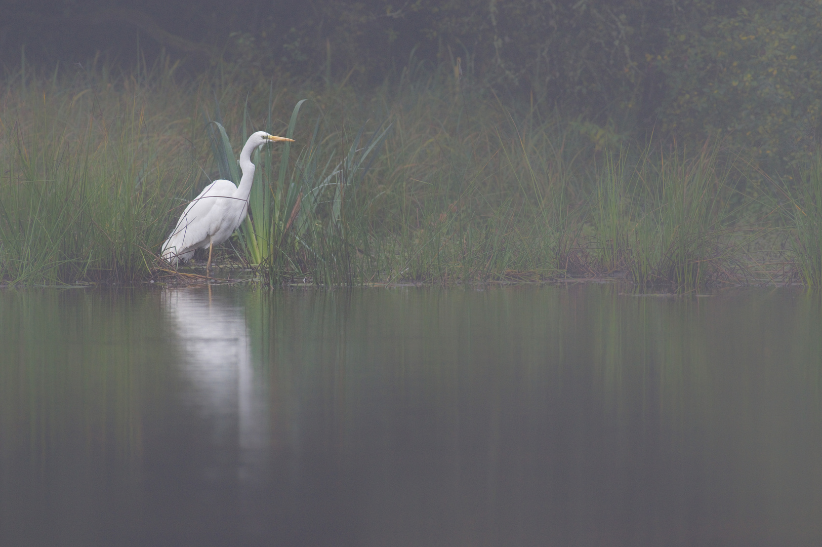 Grande aigrette dans la brume