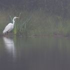 Grande aigrette dans la brume