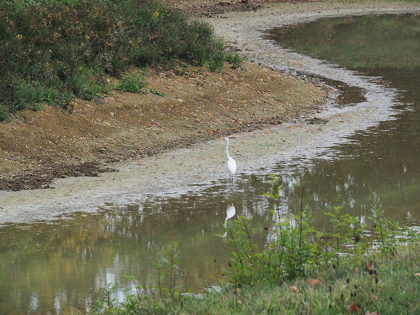 Grande aigrette dans son étang