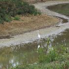 Grande aigrette dans son étang