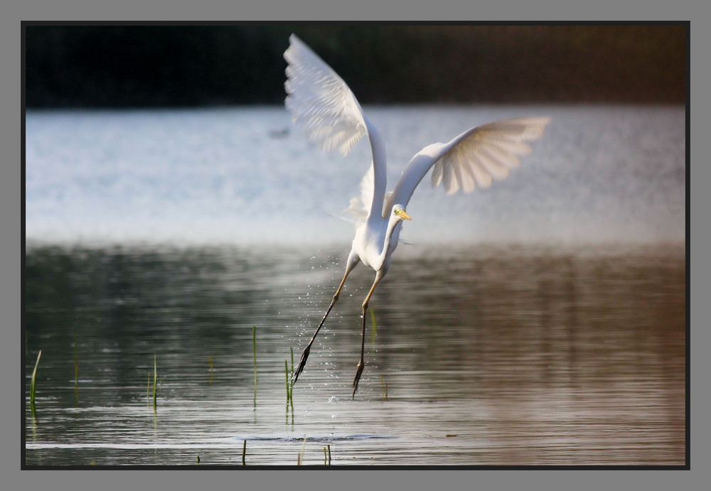 Grande Aigrette