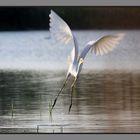 Grande Aigrette