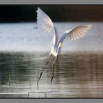 Grande Aigrette