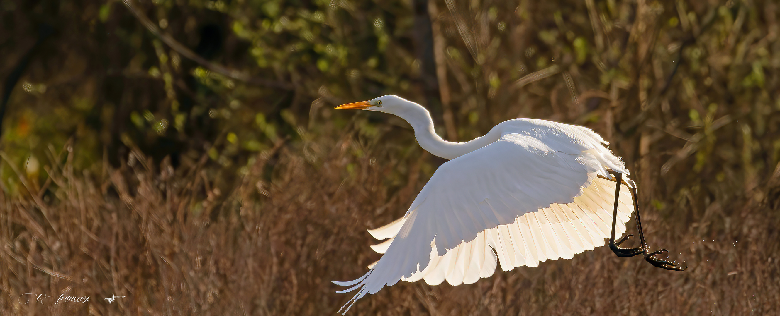 Grande Aigrette