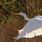 Grande Aigrette