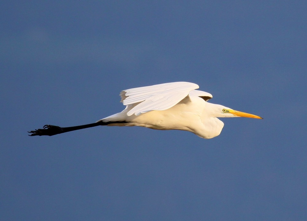 Grande Aigrette (Egretta Alba)