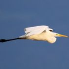 Grande Aigrette (Egretta Alba)