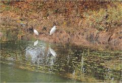 Grande aigrette et aigrette garzette en bord de Garonne