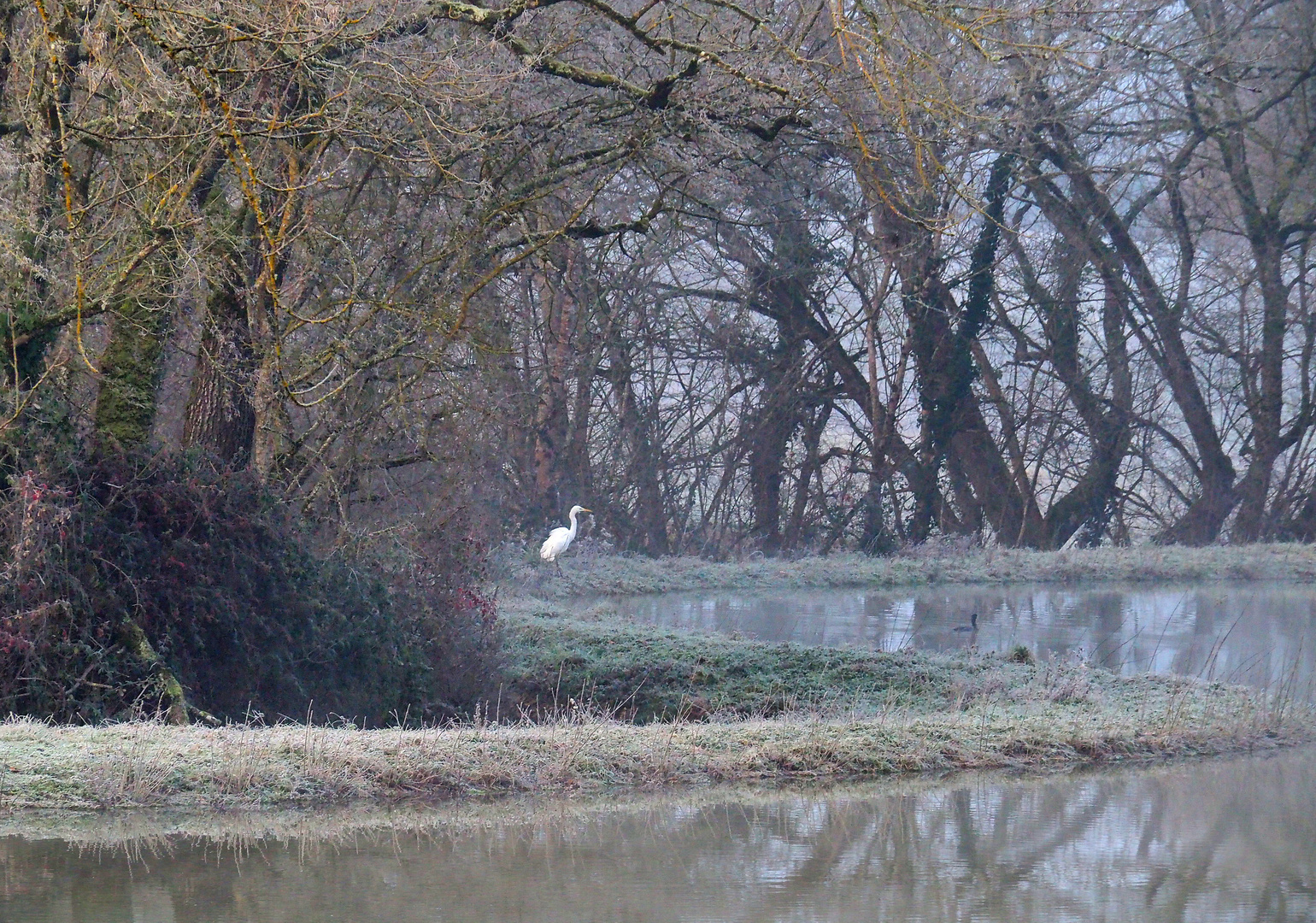 Grande aigrette (et poule d’eau) au bord d’un petit lac