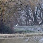 Grande aigrette (et poule d’eau) au bord d’un petit lac