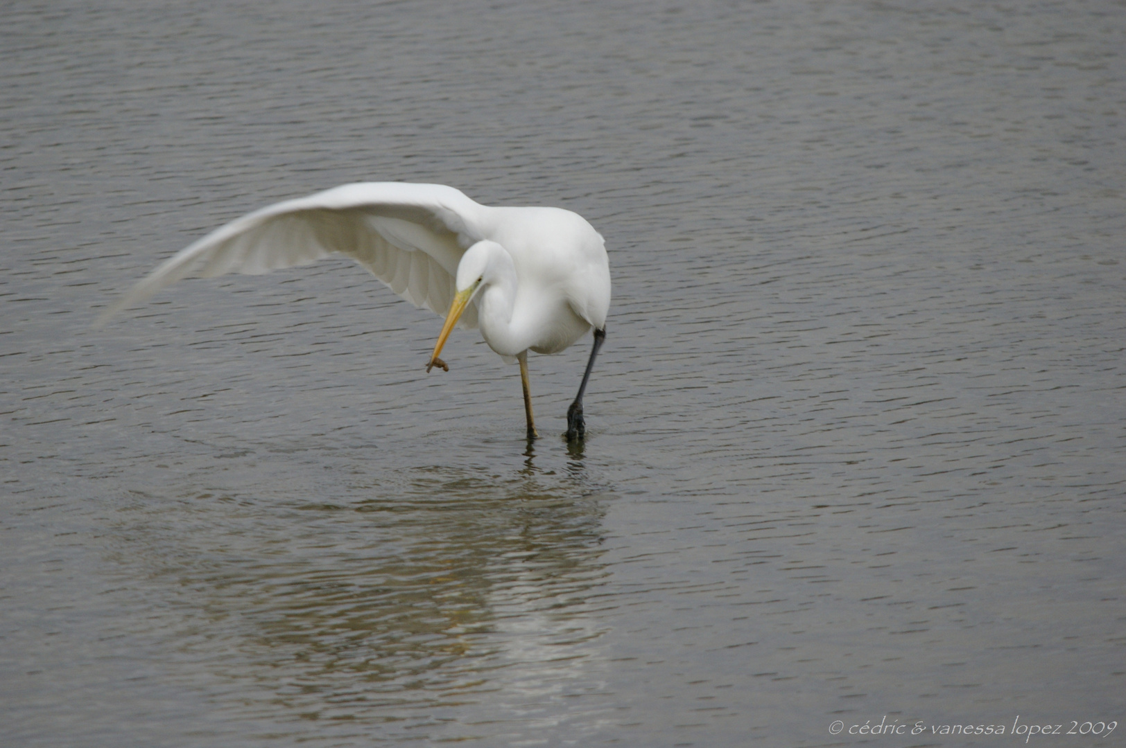 Grande aigrette et sa proie