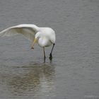 Grande aigrette et sa proie