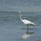 Grande aigrette