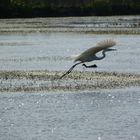 grande aigrette 