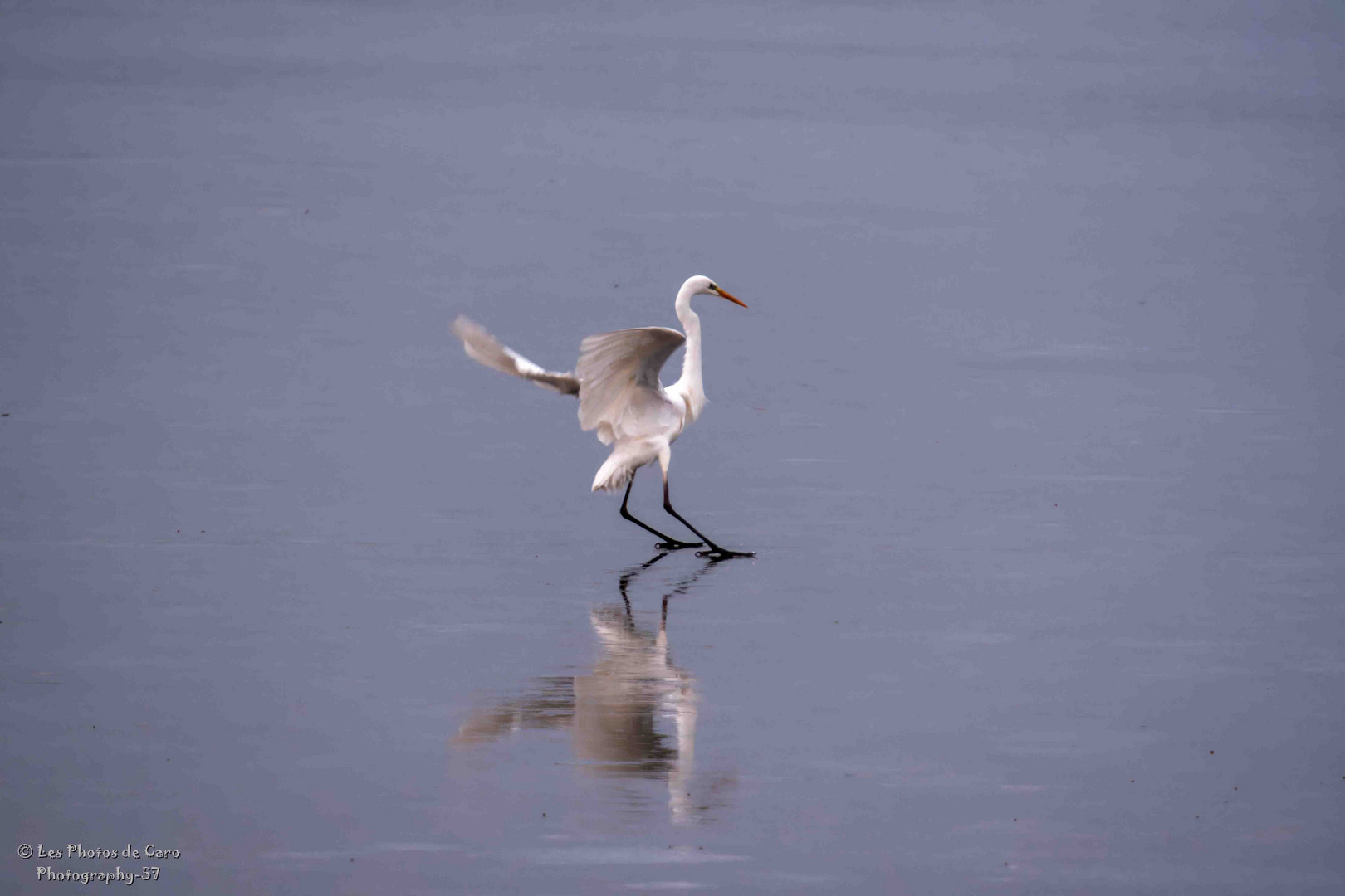 grande aigrette