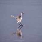 grande aigrette