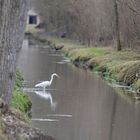 Grande Aigrette