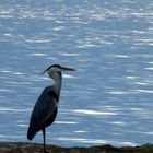 Grande aigrette Face à la mer Méditerranée cet héron chasse le poisson!!! - Blick auf das Mittelmeer