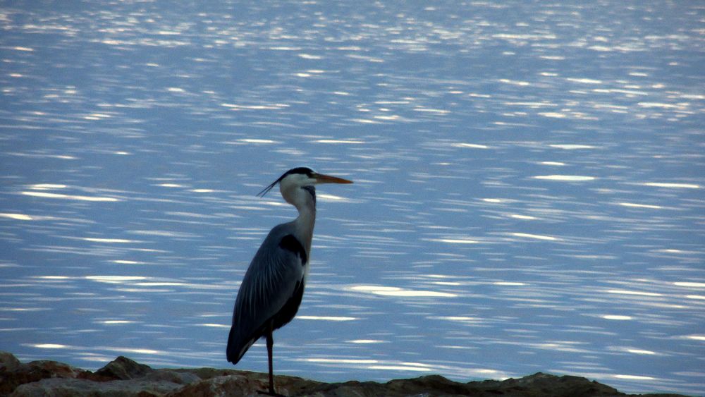 Grande aigrette Face à la mer Méditerranée cet héron chasse le poisson!!! - Blick auf das Mittelmeer