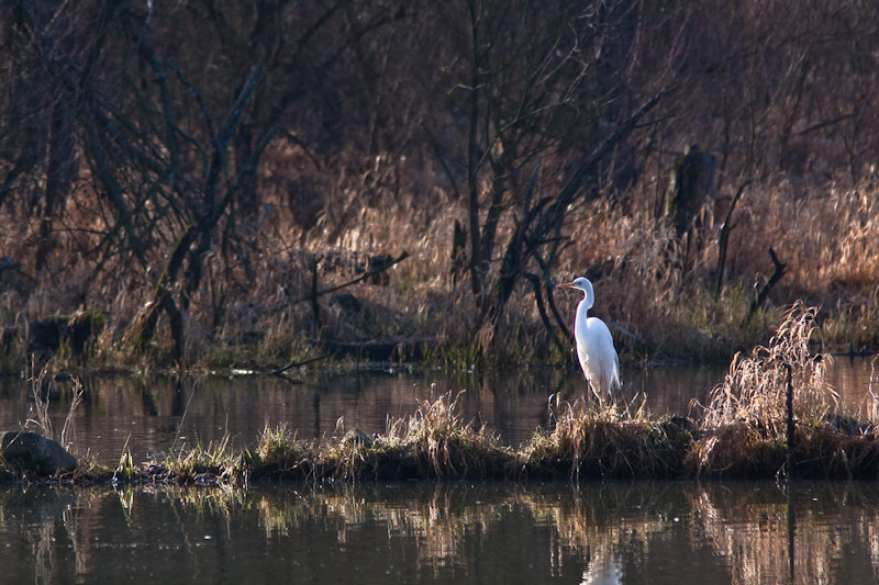 Grande Aigrette