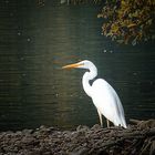 Grande aigrette I