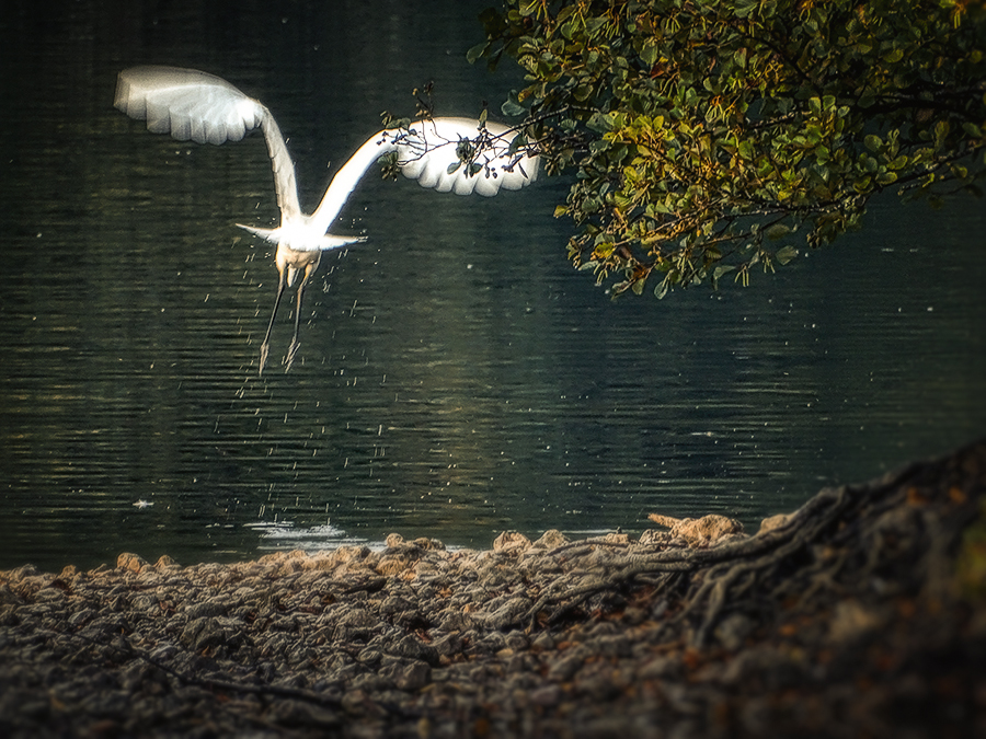 Grande aigrette II