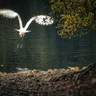 Grande aigrette II