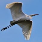 Grande aigrette lors de l'envol