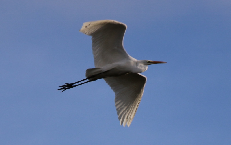 Grande aigrette lors de l'envol .