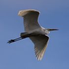 Grande aigrette lors de l'envol .