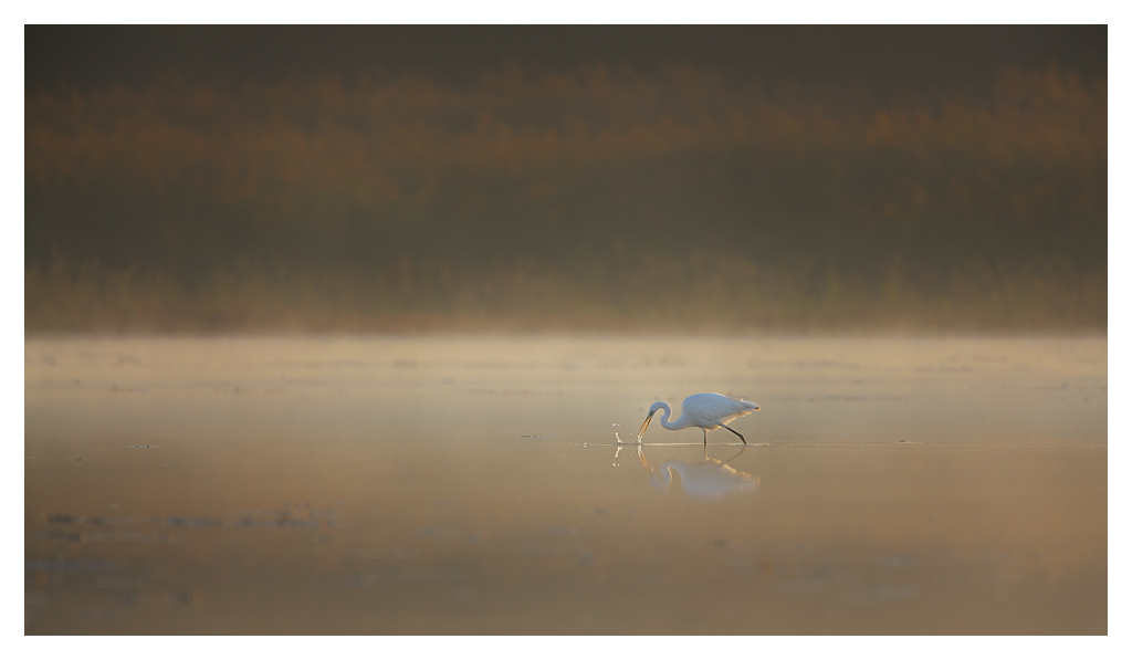 Grande aigrette suite