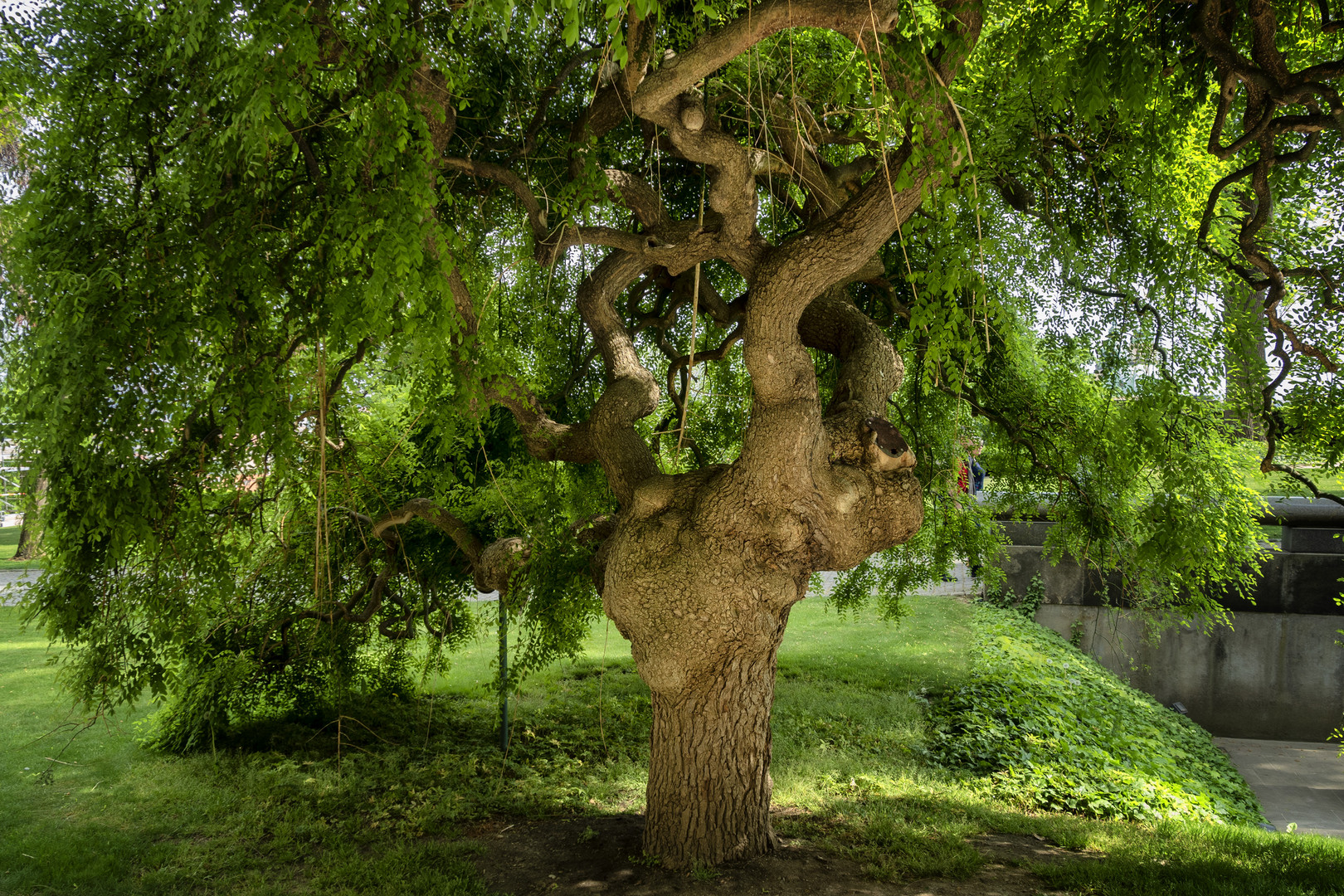 Grande albero Foto Immagini piante fiori e funghi Grande albero Foto Immagini piante fiori e funghi
