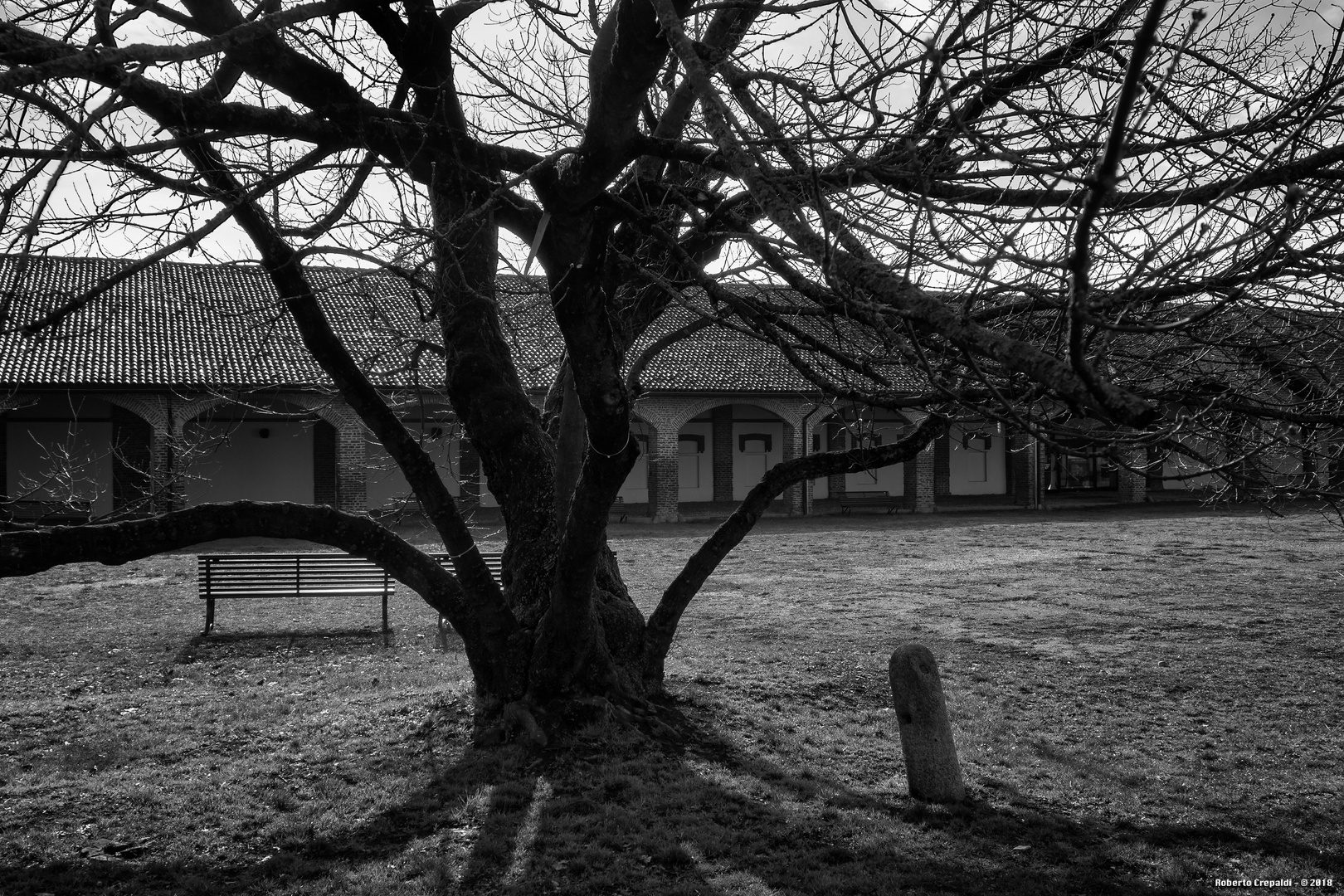 Grande albero, abbazia di Mirasole