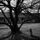 Grande albero, abbazia di Mirasole