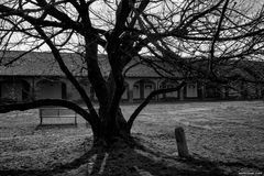 Grande albero, abbazia di Mirasole