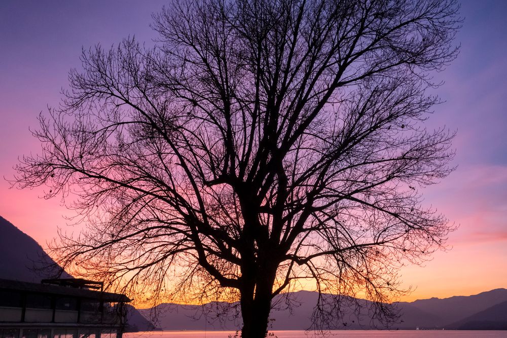 Grande albero al tramonto