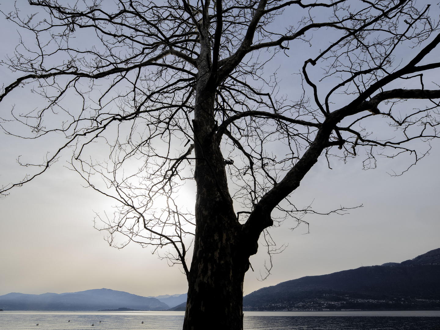 Grande albero delle fornaci